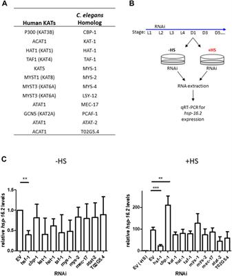 The CBP-1/p300 Lysine Acetyltransferase Regulates the Heat Shock Response in C. elegans